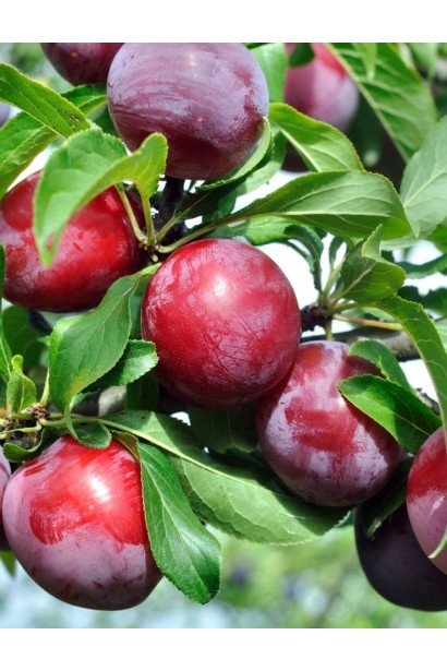 Гранатово-фіолетові плоди сливи Нектапріум